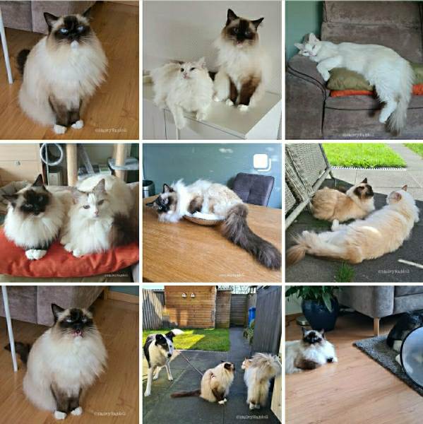 haileyragdoll instagram feed